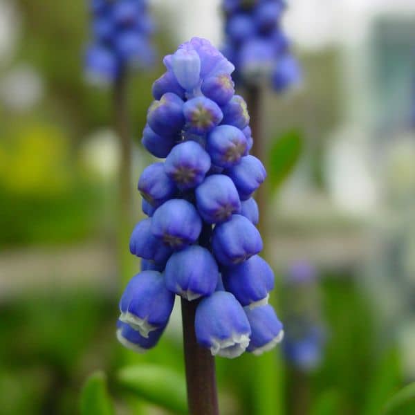 Muscari Botryoides