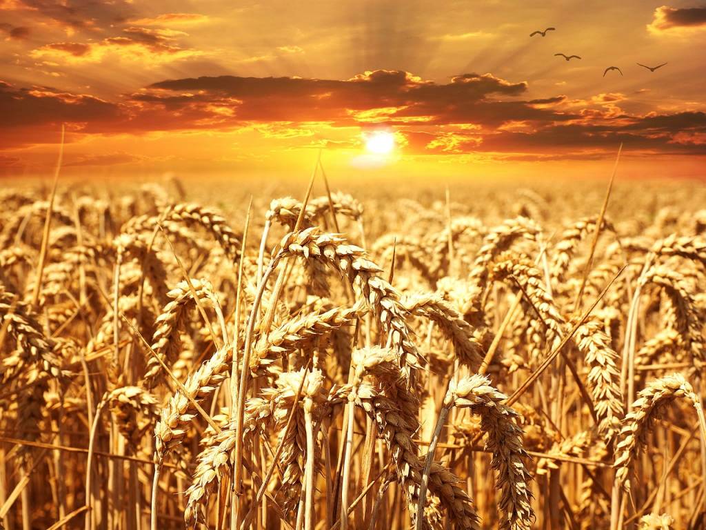 Поле пшеницы на закате.