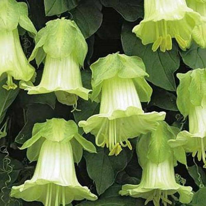 Cobaea scandens Car kolokol