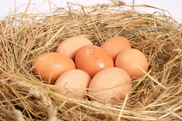 Яйца украинской чубатой несушки