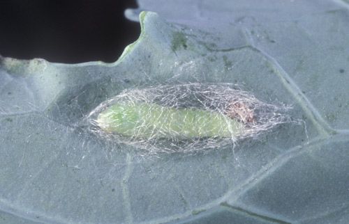 Процесс линьки личинки капустной моли