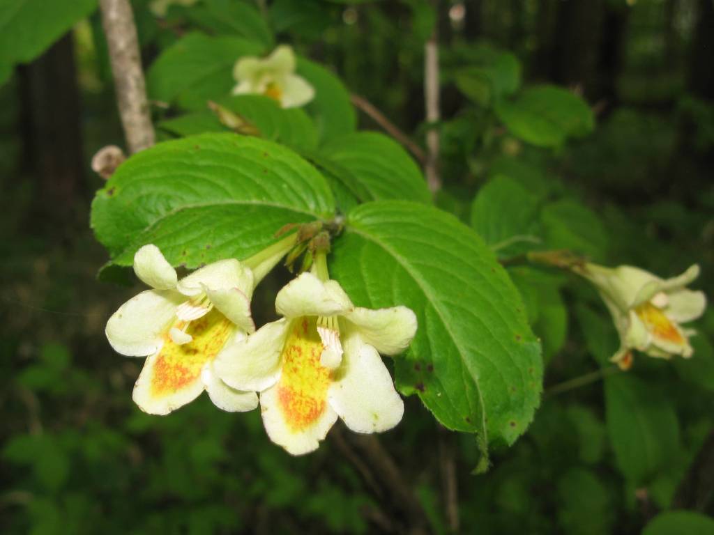 Weigela maximowiczii