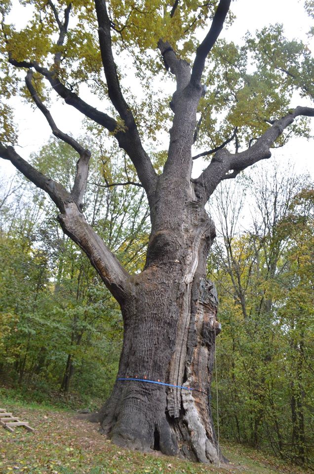 Самое знаменитое дерево Украины.jpg