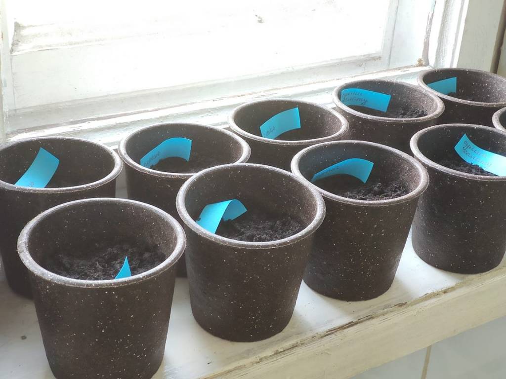 Експеримент з вирощування розсади у горщиках з кавової гущі та насіння амаранту й бур'янів