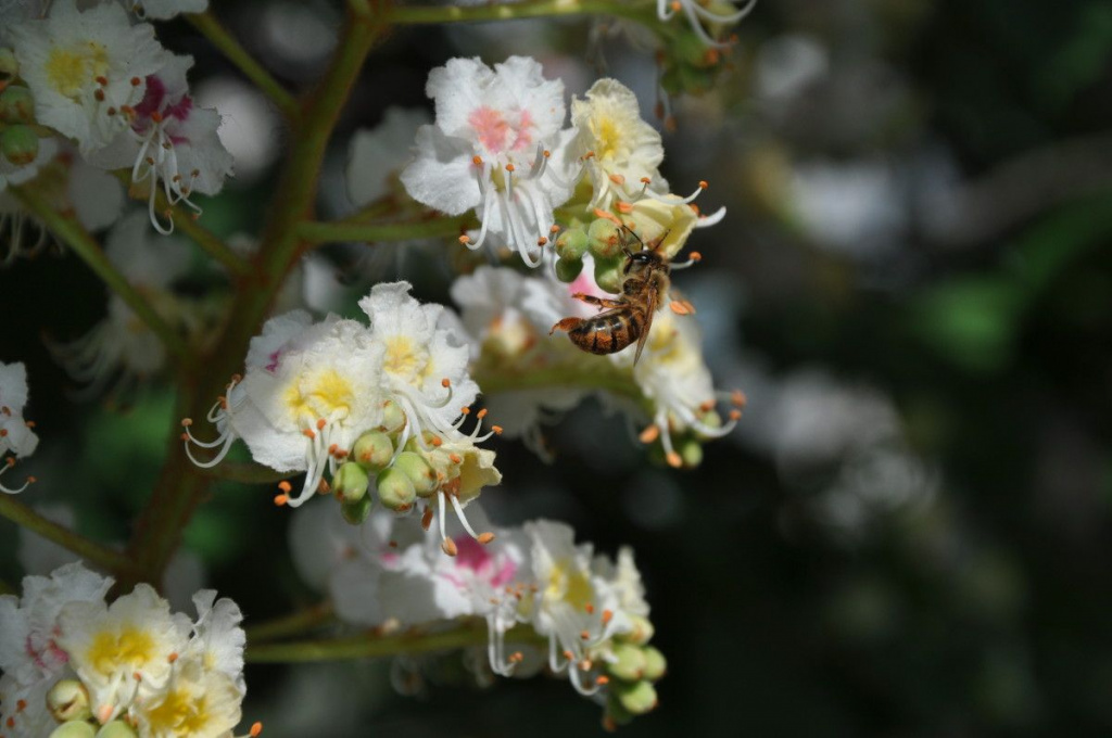 Пчела на цветах каштана