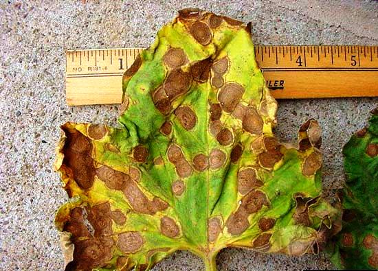 Симптомы альтернариоза на листьях баклажан.jpg