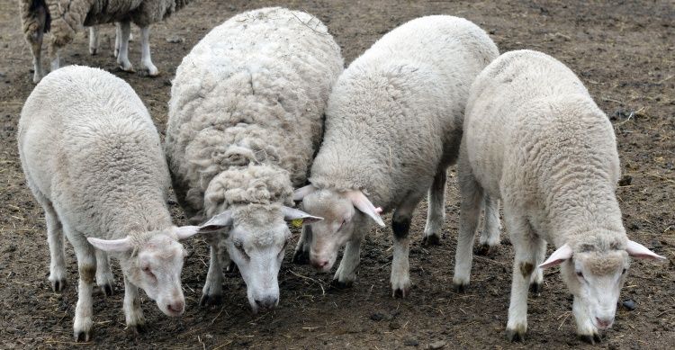Кавказькі вівці