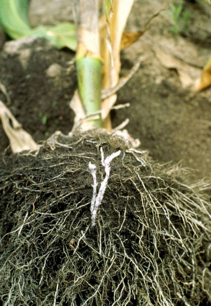 Стриг на корне кукурузы
