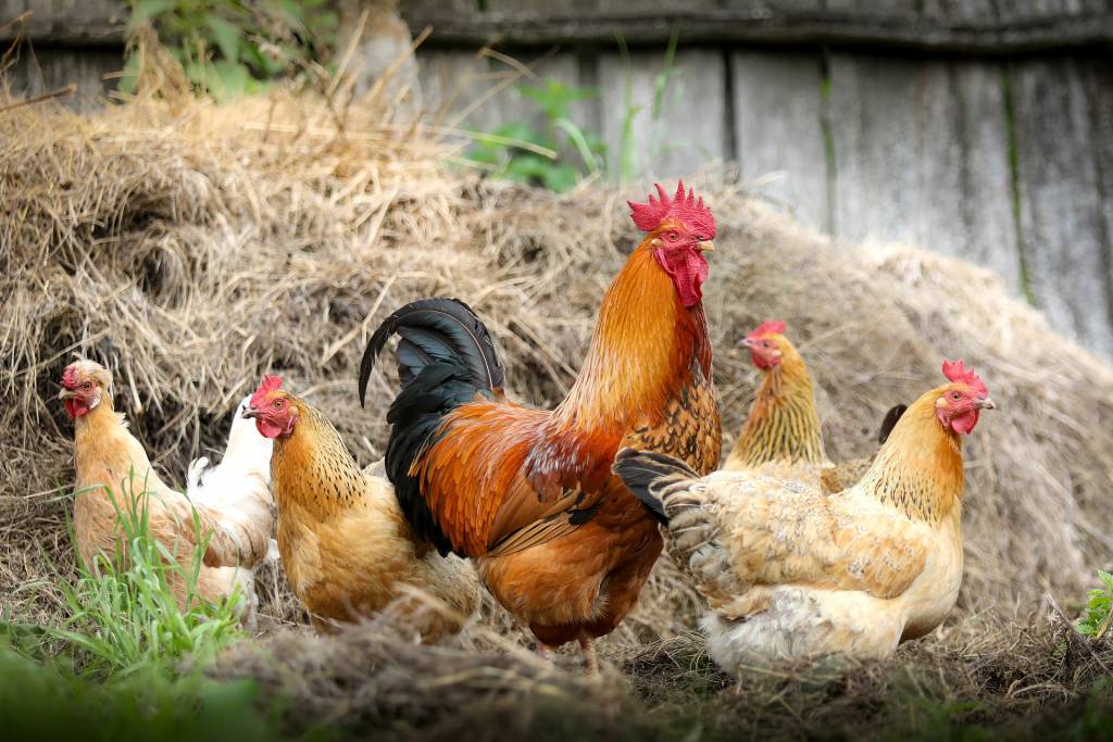 Домашні кури - вид, сприйнятливий до захворювання на грип птиці