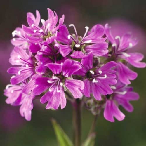 Lychnis alpina Lara F1