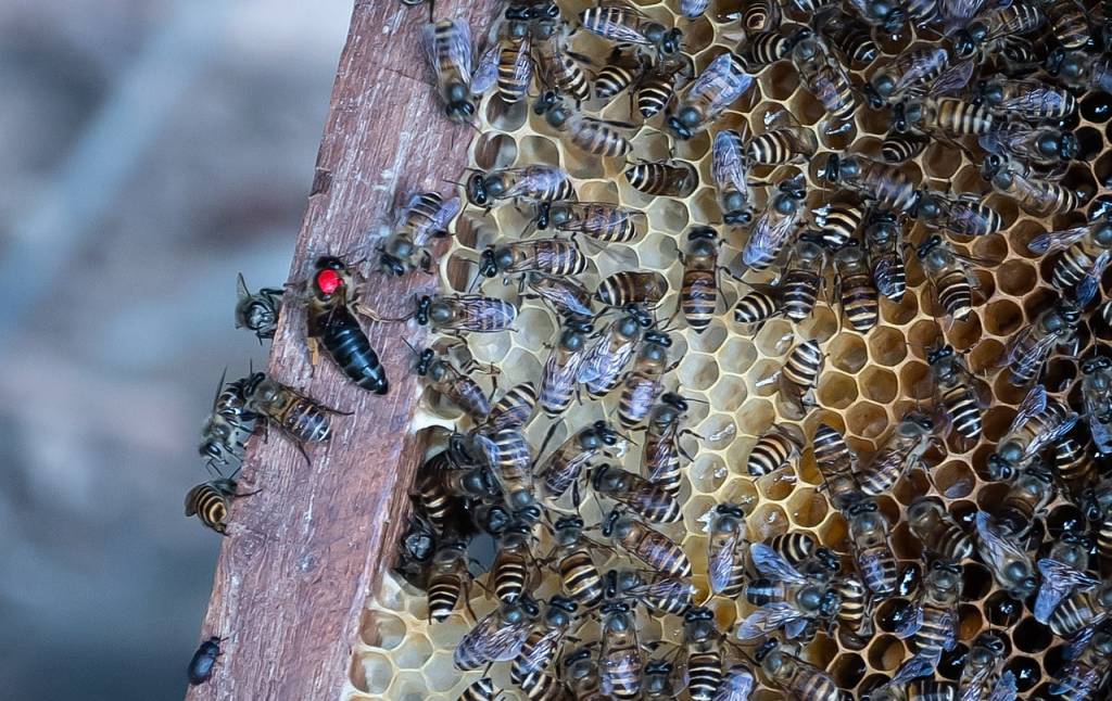 Китайське бджолярство
