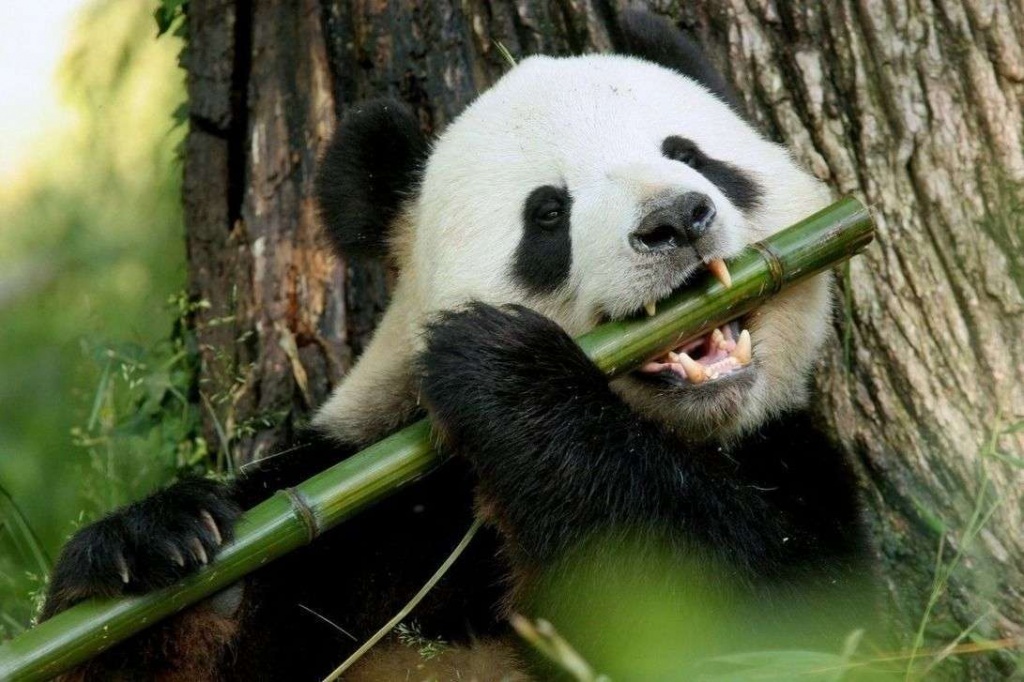 Панда ест бамбук... Или играет на флейте???