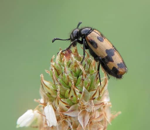 Mylabris geminata Fabricius