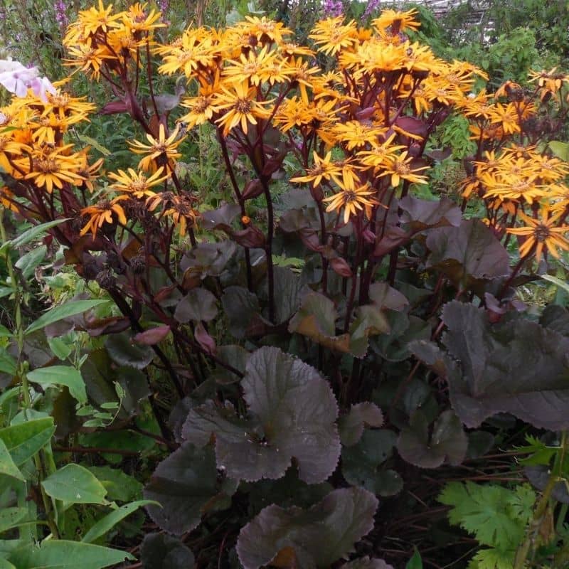 Ligularia dentata Black purple