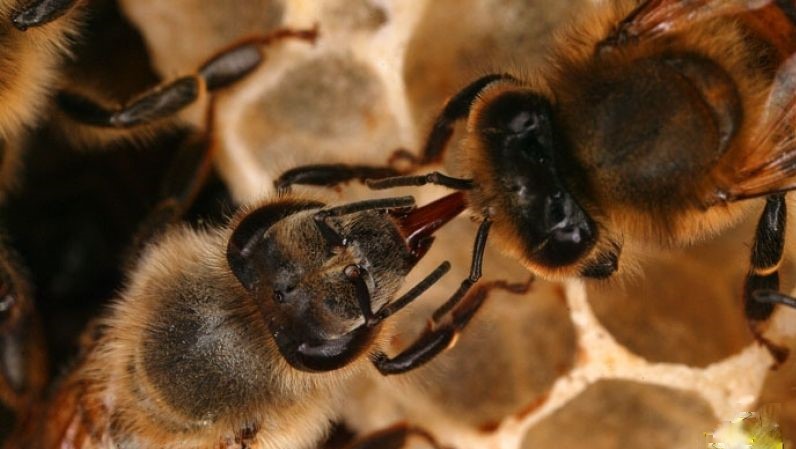 Передача нектару між бджолами
