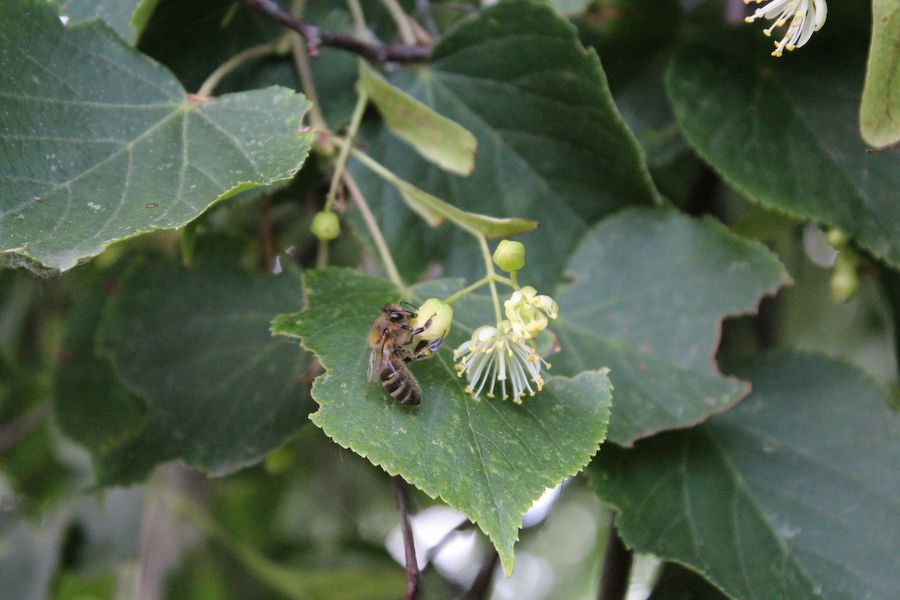 Среднерусская порода пчел: описание, правила содержания, отзывы