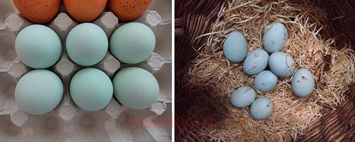 Яйца породы Легбар.jpg