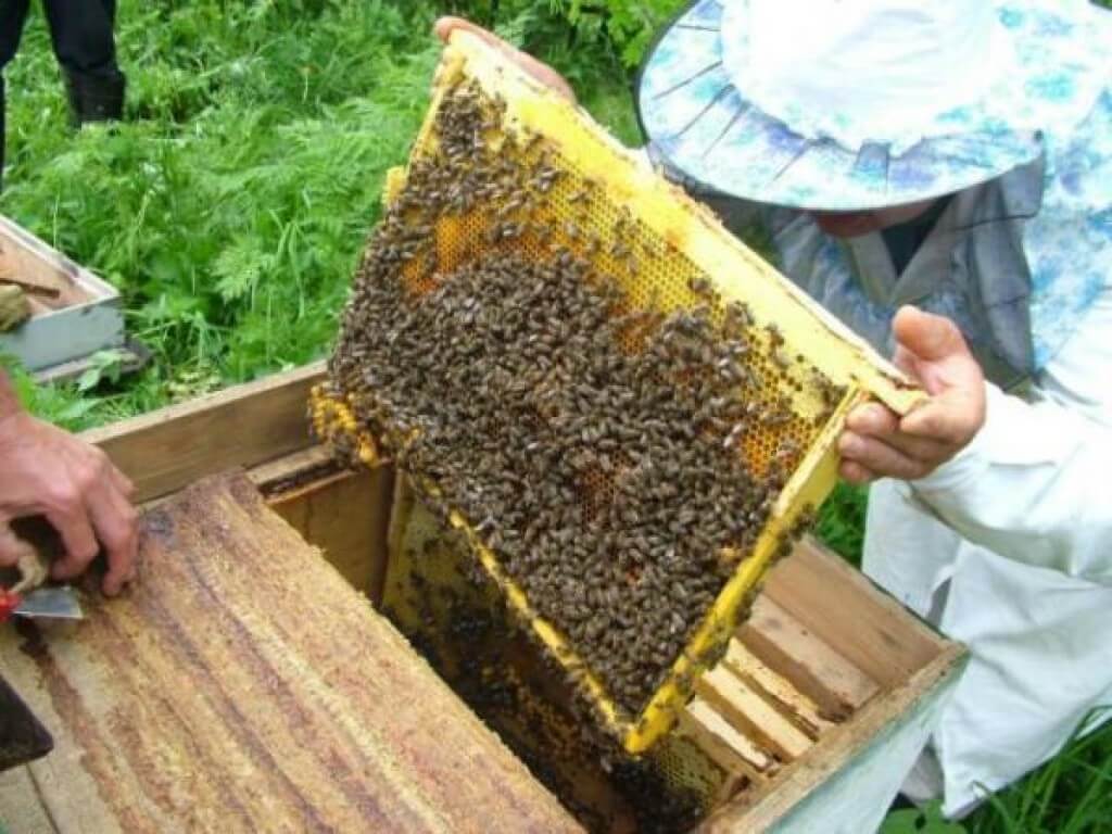 Подготовка пчел к зимнему периоду.jpg