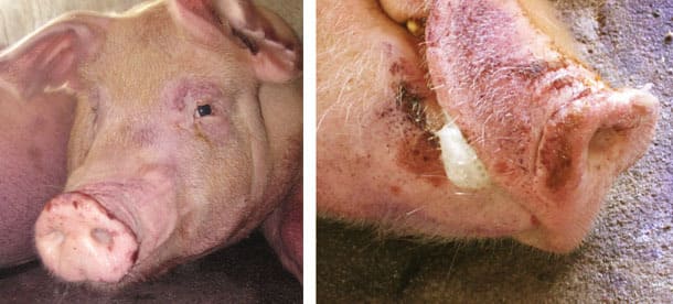 Некротичні ділянки на рильці свині