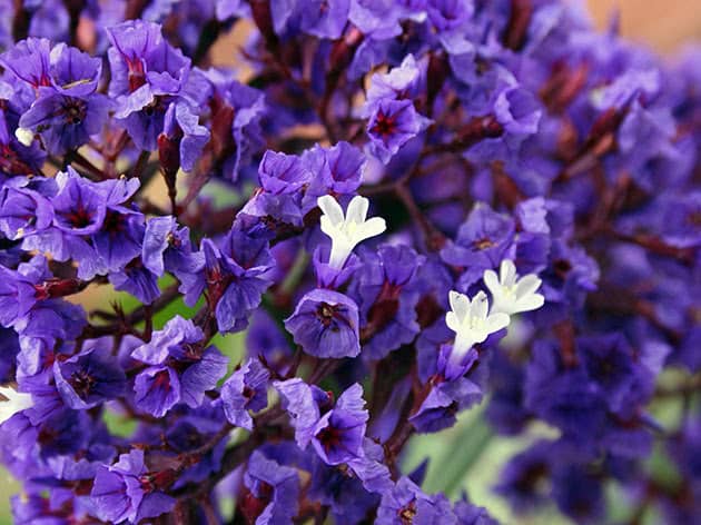 limonium