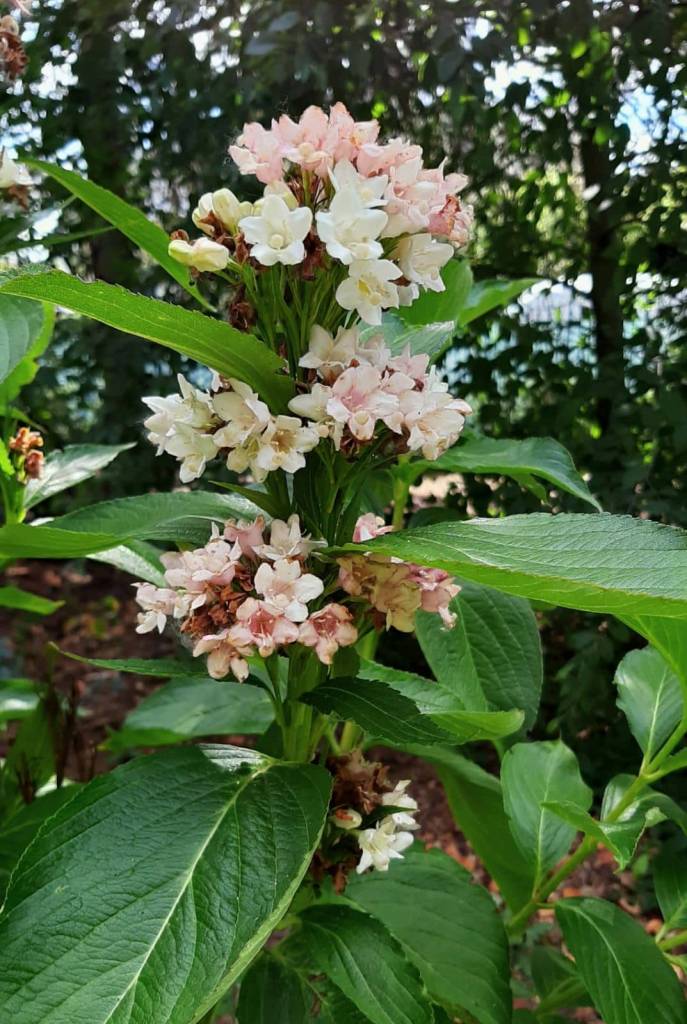 Weigela coraeensis