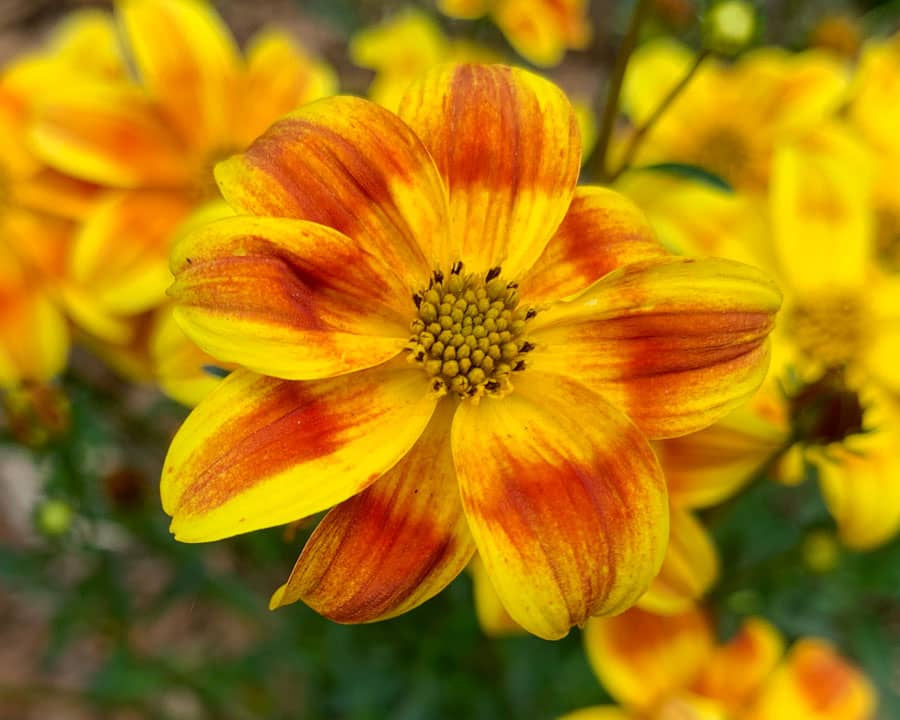 Bidens Ferulifolia Bee Bold