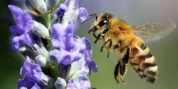 Украинская степная пчела.