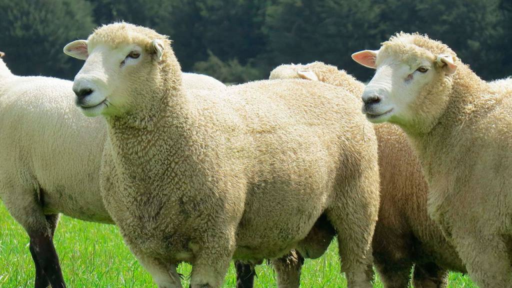 Вівці ромні-марш