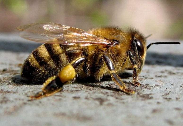 Желтая кавказская порода пчел.jpg