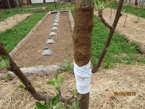 Лечение деревьев при помощи глиняной болтушки
