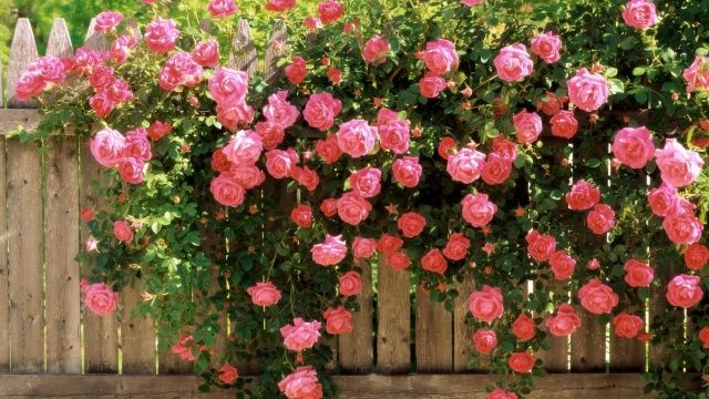 Как определить сорт розы по внешним признакам