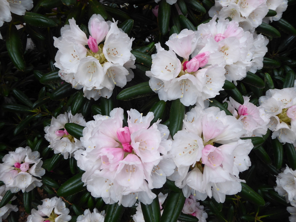 Rhododendron degronianum ssp.yakushimanum Exbury-form