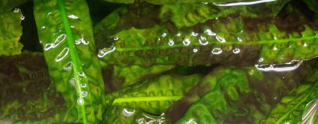 Синезеленые водоросли.jpg
