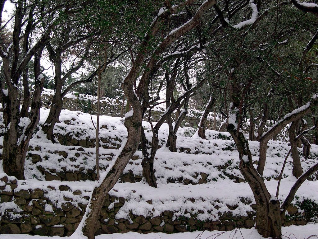 Оливові дерева