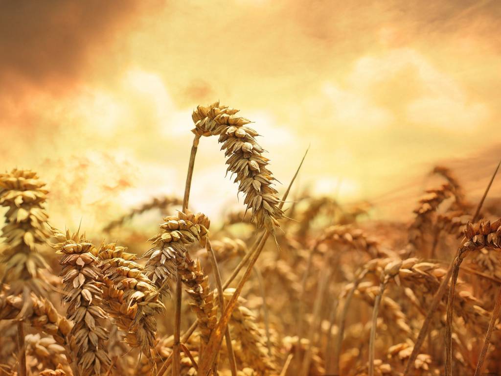 Пшениця у полі перед жнивами