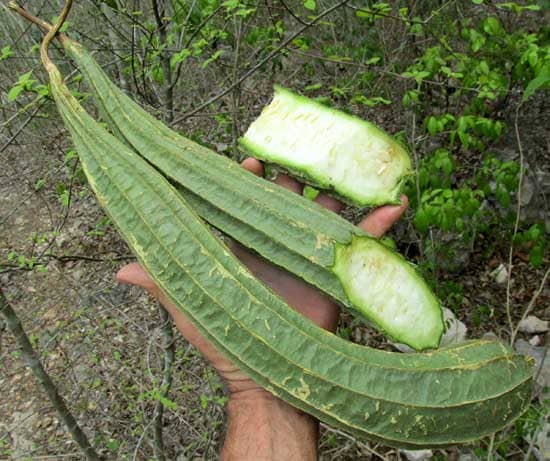 Luffa acutangula