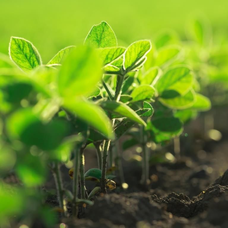 Устойчивость растений к действию пестицидов