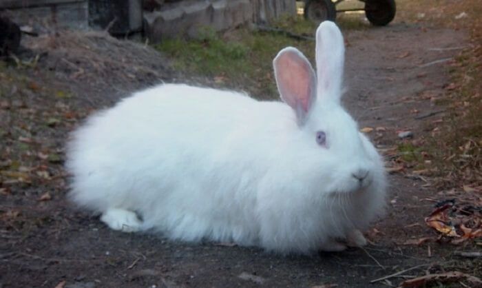 Пухова біла порода кроликів