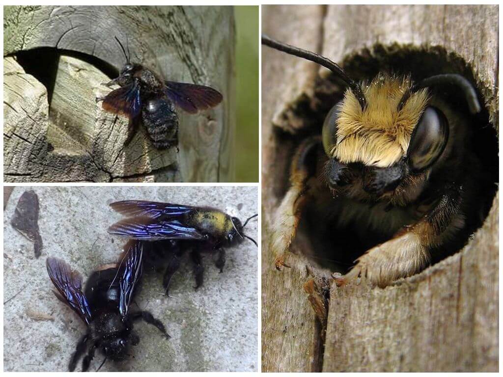 Пчела - плотник (лат. Xylocopa)