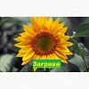 Насіння соняшника ЗАГРАВА / семена подсолнуха Заграва купить / доставка, оригинальные 