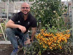839 помідорних плодів з однієї рослини - новий рекорд британського садівника
