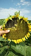 Продаю посівний матеріал  соняшника 