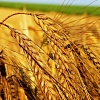 Закупаем новый урожай пшеницы донецкая обл