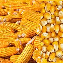 Закупаем зерновые  по всем регионам Украины
