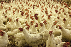Ведущий производитель мяса птицы отказывается от антибиотиков
