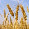 Продам 60 т пшениці