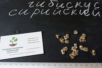 Гибискус древовидный семена (10 штук) для выращивания саженцев,садовый сиреневый гібіскус насіння