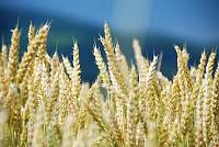 Регионы - аутсайдеры урожайности собрали наибольшее количество озимой пшеницы