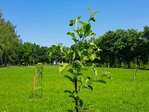 В Киеве планируют высадить 1 миллион деревьев