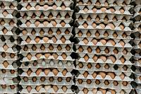Китайська яєчна промисловість рухається у напрямку безкліткового утримання курей 